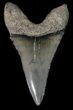 Large, Fossil Mako Shark Tooth - Georgia #42274-1